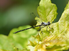 Austroargiolestes calcaris