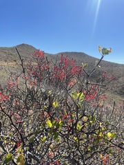 Psittacanthus sonorae