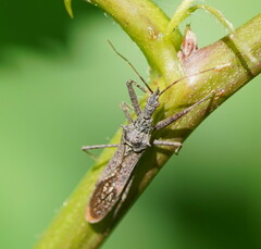 Nyllius australicus