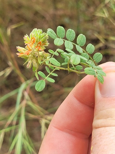 Indigofera bracteolata image