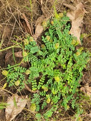 Indigofera bracteolata image