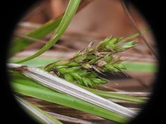 Carex breviculmis