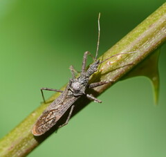 Nyllius australicus