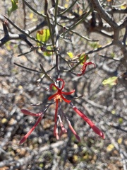 Psittacanthus sonorae