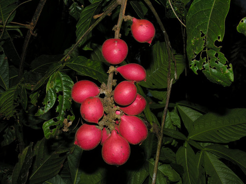 Paullinia bracteosa
