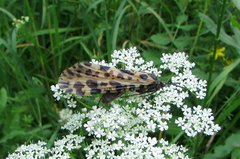 Semblis phalaenoides