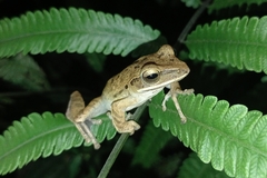 Polypedates leucomystax