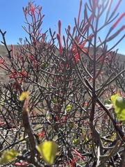 Psittacanthus sonorae