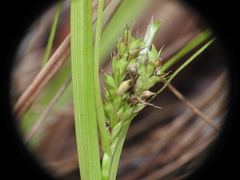 Carex breviculmis
