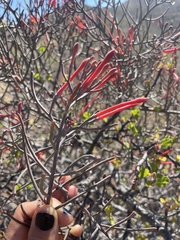 Psittacanthus sonorae