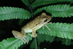 Polypedates leucomystax