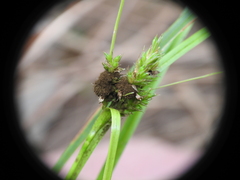 Carex breviculmis