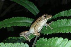 Polypedates leucomystax