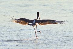 Ephippiorhynchus asiaticus