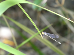 Pseudagrion ignifer