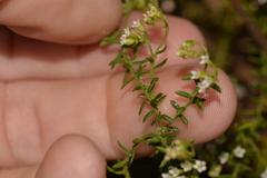 Platysace ericoides