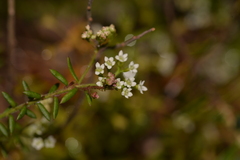 Platysace ericoides
