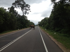 Elephas maximus maximus