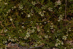 Platysace ericoides