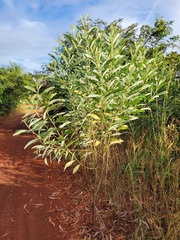 Acacia holosericea