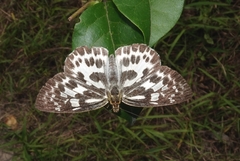 Abraximorpha davidii