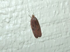 Phaeosaces coarctatella