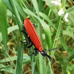 Pyrochroidae