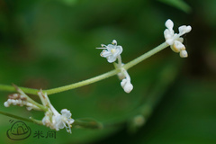 Pollia japonica