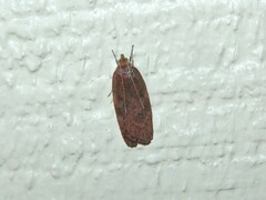 Phaeosaces coarctatella