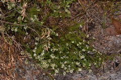 Platysace ericoides