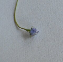 Wahlenbergia multicaulis