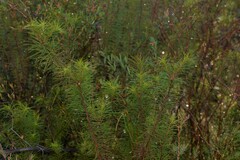 Stylidium laricifolium