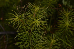 Stylidium laricifolium