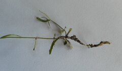 Wahlenbergia multicaulis