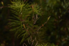 Stylidium laricifolium