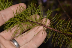 Stylidium laricifolium