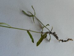Wahlenbergia multicaulis