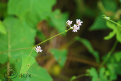 Persicaria senticosa