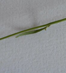 Wahlenbergia multicaulis