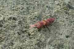Facelina auriculata