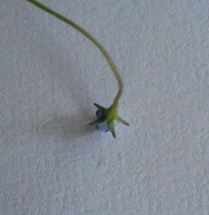 Wahlenbergia multicaulis