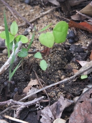 Akebia trifoliata