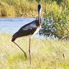 Ephippiorhynchus asiaticus