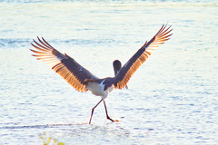 Ephippiorhynchus asiaticus