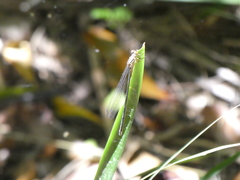 Pseudagrion ignifer