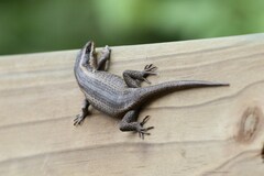 Trachylepis punctatissima