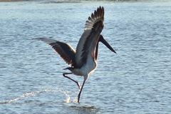 Ephippiorhynchus asiaticus