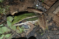Hylarana erythraea