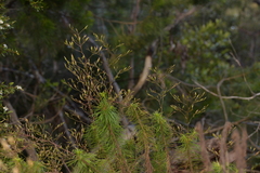 Stylidium laricifolium