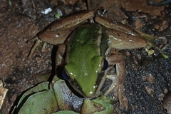 Hylarana erythraea